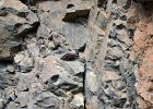 Rotskruiper (Wallcreeper) (Tichodroma muraria) - Yolin Am 22-08-2016 (11)